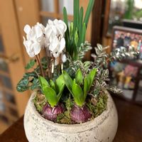 スイセン,スノードロップ,ヒヤシンス,ガーデンシクラメン,ロニセラ ニティダ エドミーゴールドの画像