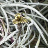チランジア,エアプランツ,植欲,植中毒,植欲が止まらないの画像