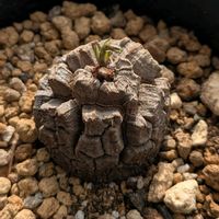 アフリカ亀甲竜,鉢植え,多年草,スーパーコメリ津幡店の画像