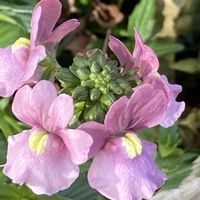 ネメシア,宿根草,宿根ネメシア,鉢植え,可愛いの画像