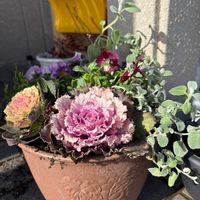 アリッサム,ビオラ,ヘリクリサム,ハボタン ラブポーションブラッシカ,ハボタン ラブポーションブラッシカの画像