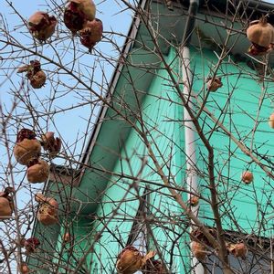 ザクロ,ドライフラワー,庭木,ドライ,富山支部の画像