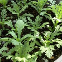 春菊,野菜栽培,美味しい野菜,毎年の楽しみ,苗からの成長の画像