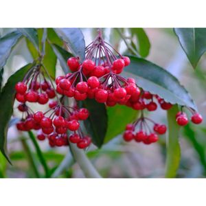 マンリョウ,広い庭の画像