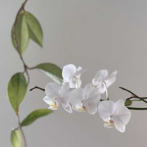 胡蝶蘭,ホヤ♡,Phal. Pinlong Snowflakes,お名前知らずのホヤ,洋ランの画像