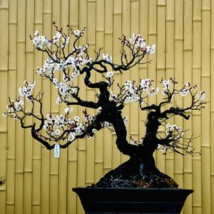 ウメ,梅盆栽,うめ,梅(うめ),梅 (白梅)の画像