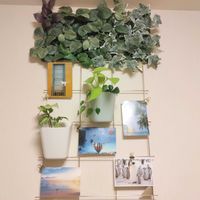 シンゴニウム,ポトス,フィロデンドロン オキシカルジウム,IKEA,観葉植物の画像