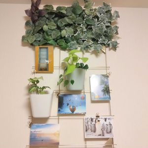 シンゴニウム,ポトス,フィロデンドロン オキシカルジウム,IKEA,観葉植物の画像