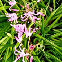 ネリネ,玄関アプローチの画像