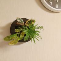 テーブルヤシ,ポトス,ホヤ・カルノーサ,観葉植物,ミドリエの画像