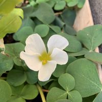 オキザリス,可愛い,白い花,和む,花のある暮らしの画像