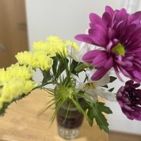 スターチス,ミモザ,ミモザ,スプレーマムの画像