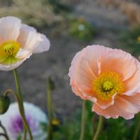 ポピー,葉牡丹,切り花,グラデーション,ケシ科の画像