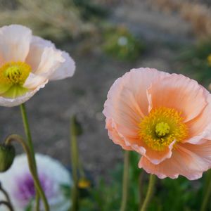 ポピー,葉牡丹,切り花,グラデーション,ケシ科の画像