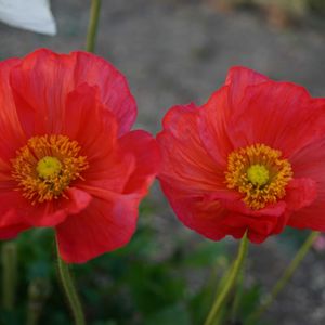 ポピー,葉牡丹,切り花,ケシ科,青空の画像