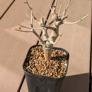 ボスウェリア・ネグレクタ,今日の一枚,珍奇植物,おうち園芸の画像