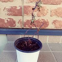 チョコレートコスモス,PWの画像