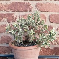 ラベンダーの画像