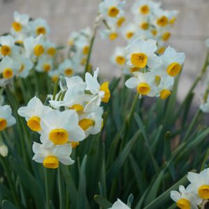 スイセン,切り花,白い花,自生,多年草の画像