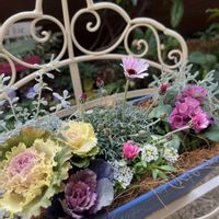 ローダンセマム,パンジー,葉牡丹,オレアリア　リトルスモーキー,ローダンセマム リルピンクの画像