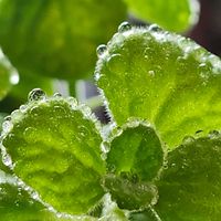 アロマティカス,良い香り♡,アロマティカス☘️の画像