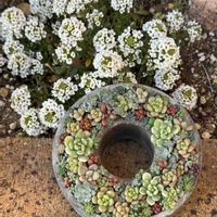 アリッサム,つぶつぶ寄せ,いつもありがとう♡,多肉リース寄せ,晴れの国タニラーGPの画像