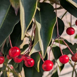 ソヨゴ,ソヨゴの実,いつもありがとう♡,赤い実,花のある暮らしの画像