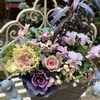 リシマキア,ワイヤープランツ,葉牡丹,ワイヤープランツスポットライト,ストロビランテスの画像