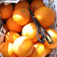 収穫,柑橘の画像