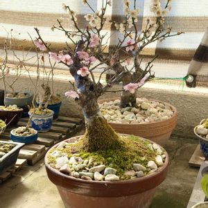 梅の花,盆梅,盆梅,盆栽,ベランダの画像