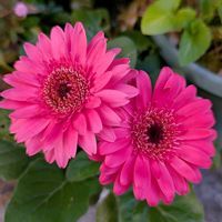 ガーベラ,お花,つぼみ,沖縄,可愛い♡の画像