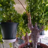 サンゴアブラギリ,サンゴアブラギリ,亀甲竜,パキポディウム・グラキリスの画像