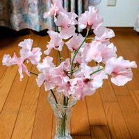 スイートピーの画像