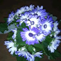 サイネリア,花のある暮らし♡,青い花マニア,おうち園芸,チーム・ブルーの画像