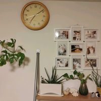 モンステラ,観葉植物,観葉植物のある暮らし,ハンギング,リビング・ダイニングの画像