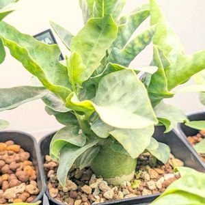アデニア ペチュエリー,観葉植物,塊根植物の画像