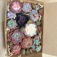 多肉寄せ植え,多肉大好き,カット苗,植物育成ライト,多肉のある暮らしの画像