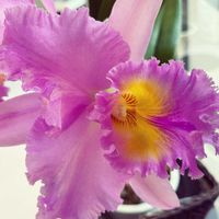 カトレア,カフェ,職場,花のある暮らし,緑のある暮らしの画像