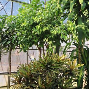 ベンジャミン,クロトンゴールドスター,オオミノトケイソウ,オオミノトケイソウ,温室の画像