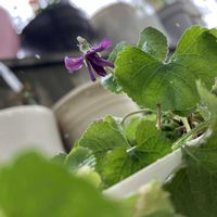 スミレ,どたま祭り,毎日ネコちゃん,しあわせ　スミレ計画❣️の画像