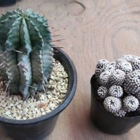 ルエッティ,マミラリア ルエッティ,ホリダ錦,ホリダ錦,ユーフォルビアの画像