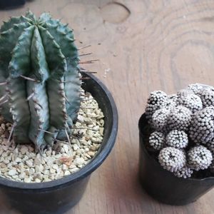 ルエッティ,マミラリア ルエッティ,ホリダ錦,ホリダ錦,ユーフォルビアの画像