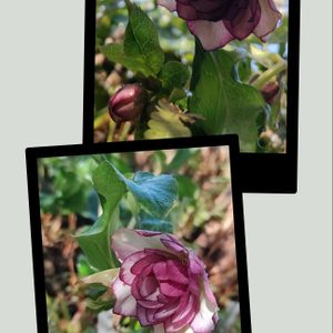 クリスマスローズ,クリスマスローズ,花壇,マイガーデン,武器ではなく花をの画像