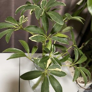 シェフレラ,シェフレラ,カポック（ワッツ産）,観葉植物,100均観葉植物の画像