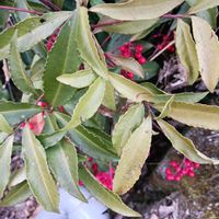 万両,カンパニュラファンシーミー♡の画像