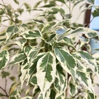 ベンジャミン,斑入りベンジャミン,フィカス属の画像