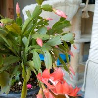 シャコバサボテン,デンマークカクタス,ガーデニング,花のある暮らし,どたま祭りの画像