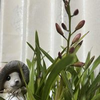 サンスベリア,シンビジュゥム,どたま祭り,リビング・ダイニングの画像