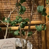 ベンジャミン・バロック,ベンジャミン,わが家の観葉植物❢,今日のお花の画像