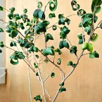 スイセン,モモ,ベンジャミン・バロックの画像